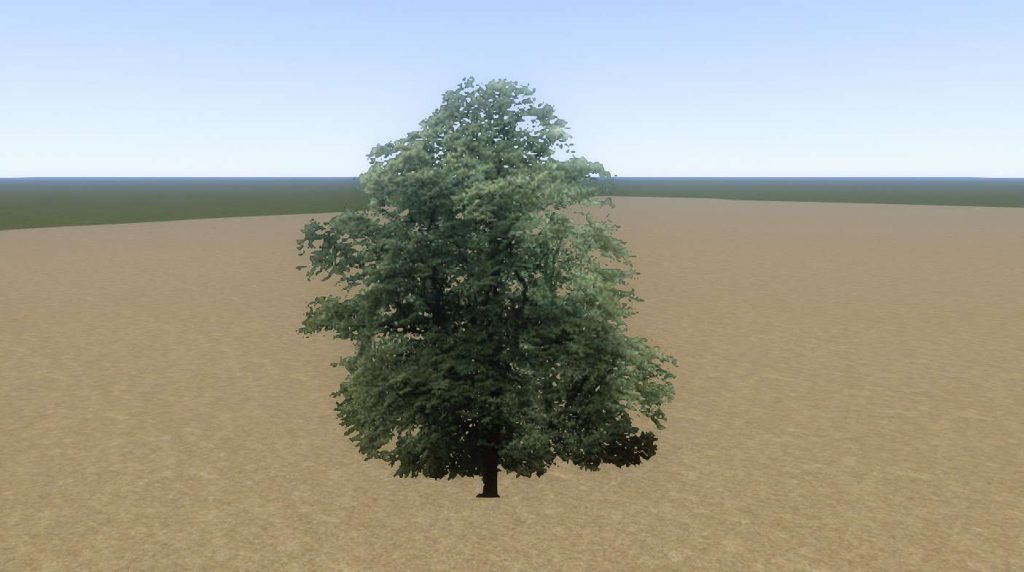 Tree Beech Mid 01