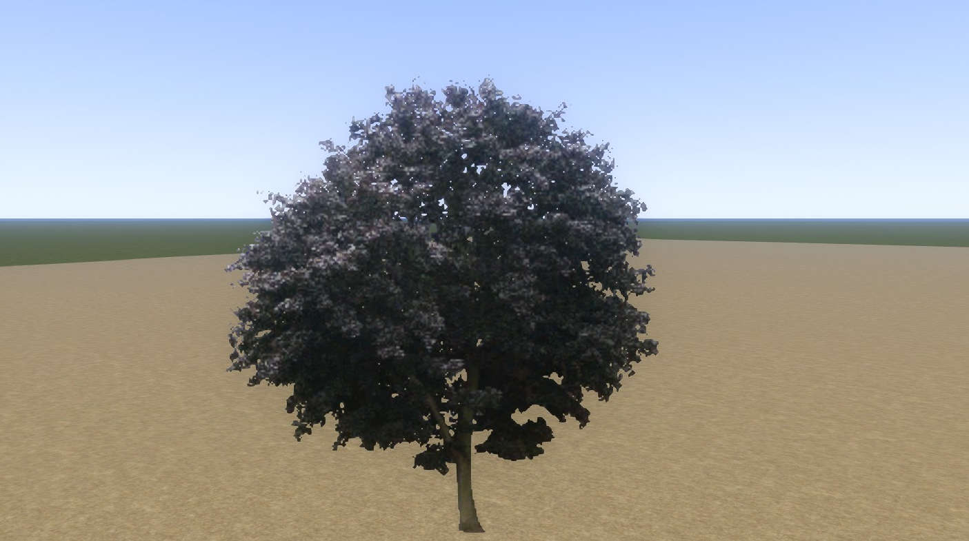 Tree Copper Beech Mid 01