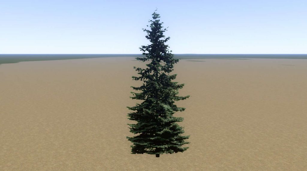 Tree Fir Mid 01