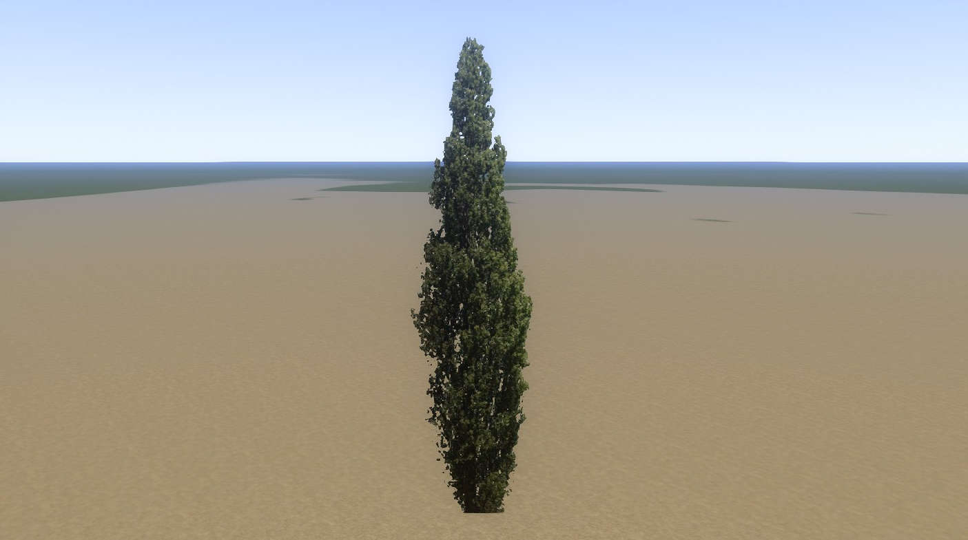 Tree Poplar Mid 02